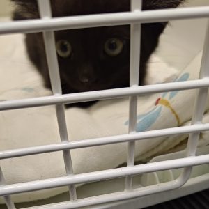 生後1カ月ぐらいの黒猫