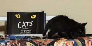 部屋の探検をする黒い子猫